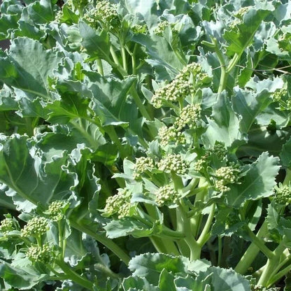 Organic Sea Kale Seeds