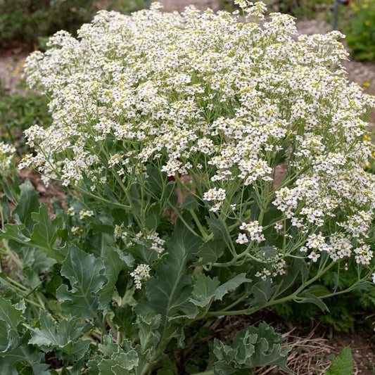 Organic Sea Kale Seeds