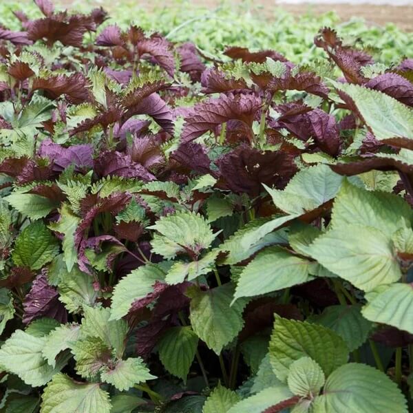 Organic Shiso Seeds 