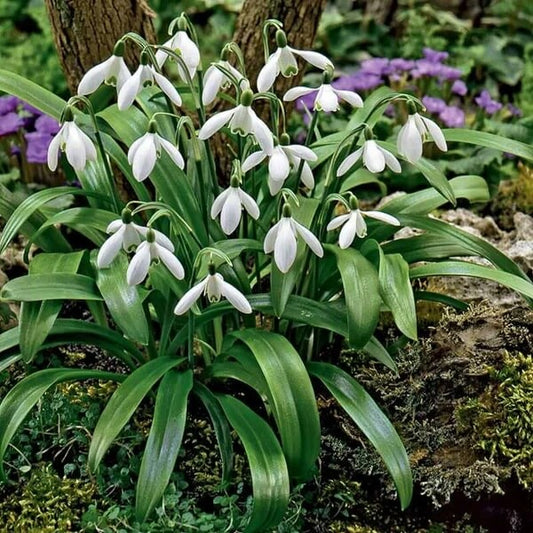 Organic Snowdrop Seeds