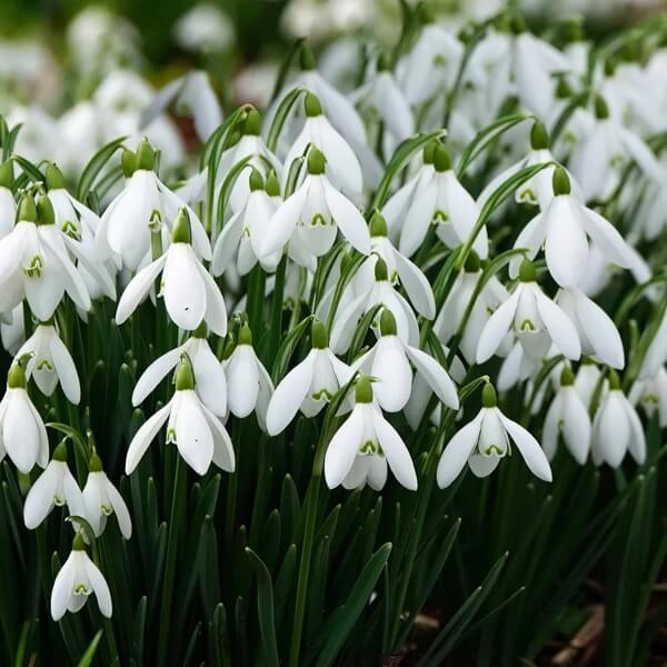Organic Snowdrop Seeds