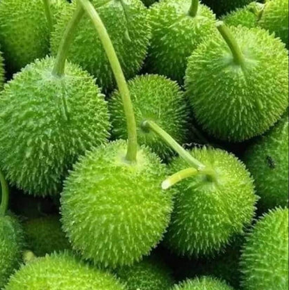 Organic Spiny Gourd Seeds