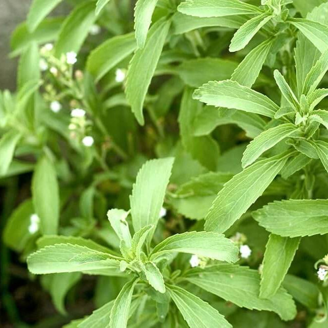 Organic Stevia Seeds - Herbal Plant