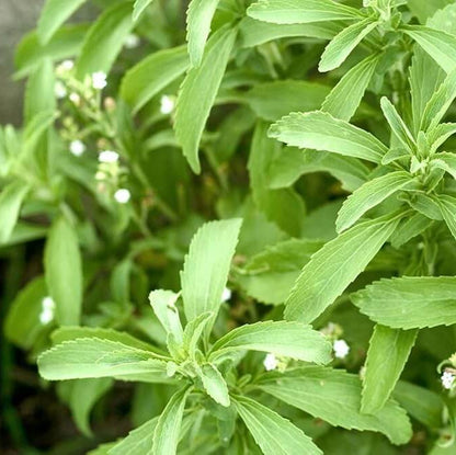 Organic Stevia Seeds - Herbal Plant