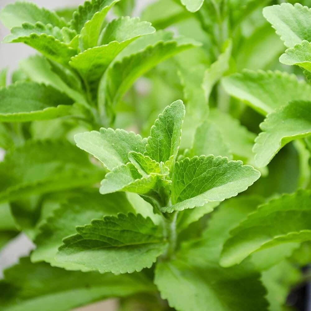 Organic Stevia Seeds - Herbal Plant