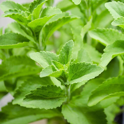 Organic Stevia Seeds - Herbal Plant