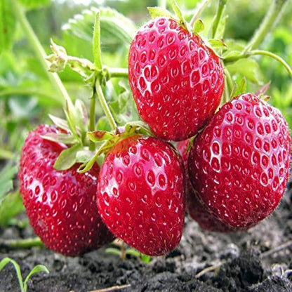Organic Strawberry Seeds - Fruit Plant