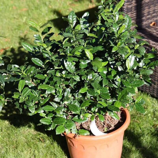 Organic Tea Plant Seeds