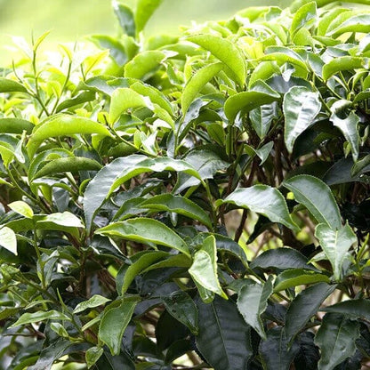 Organic Tea Plant Seeds