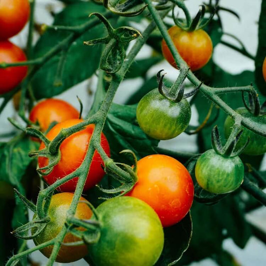 Organic Tomato Seeds