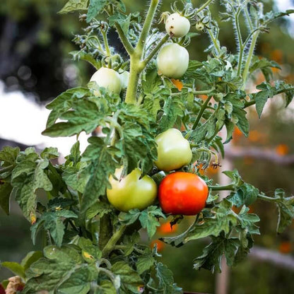 Organic Tomato Seeds