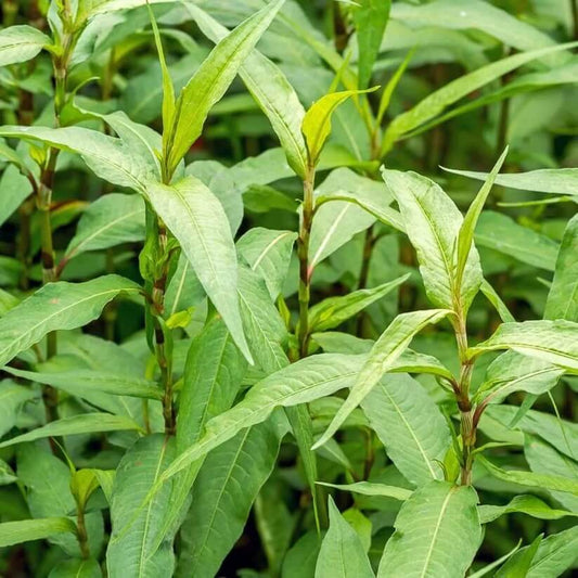 Organic Vietnamese Coriander Seeds