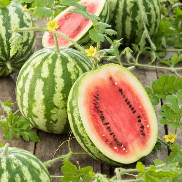 Organic Watermelon Seeds - Fruit Plant