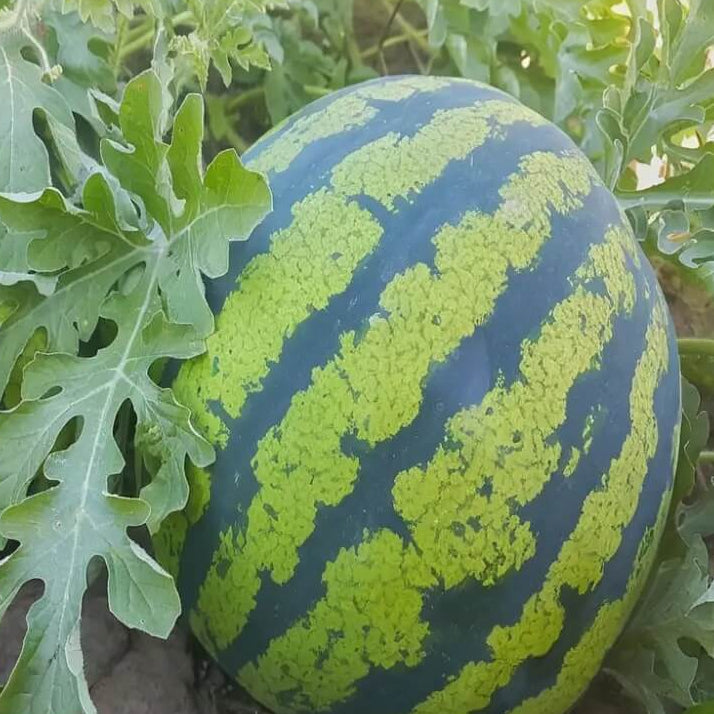 Organic Watermelon Seeds - Fruit Plant