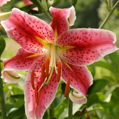 Oriental Lily Seeds - Flower Plant