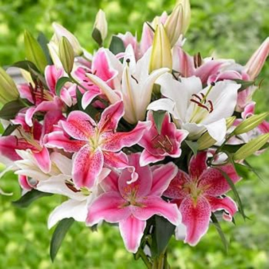 Oriental Lily Seeds - Flower Plant