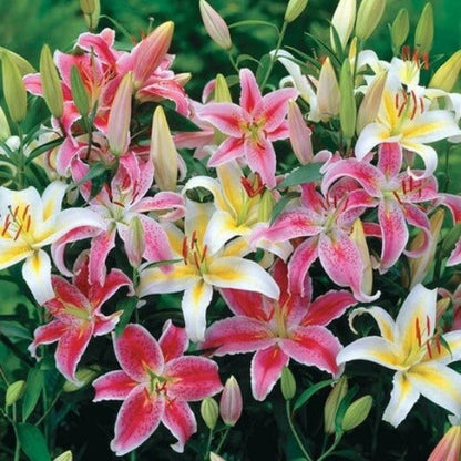 Oriental Lily Seeds - Flower Plant