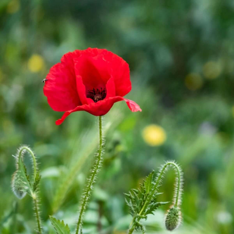 Oriental Poppy Seeds - Flower Plant