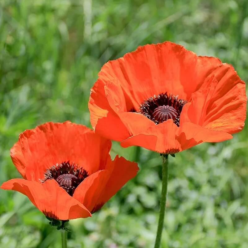 Oriental Poppy Seeds - Flower Plant