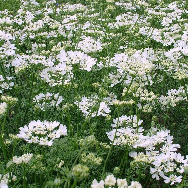 Orlaya Grandiflora Seeds - Heirloom Flower Plant for Home Gardens
