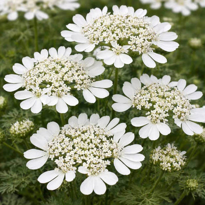Orlaya Grandiflora Seeds - Heirloom Flower Plant for Home Gardens