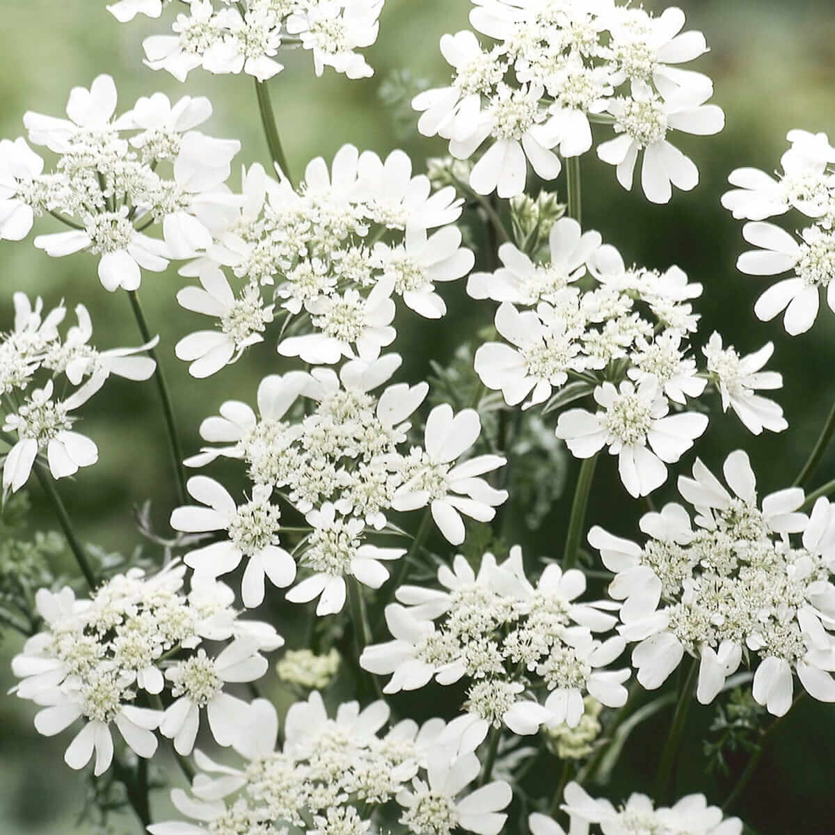 Orlaya Grandiflora Seeds - Heirloom Flower Plant for Home Gardens