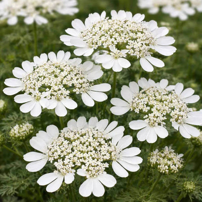 Orlaya Seeds - Heirloom Flower Plant for Home Gardens
