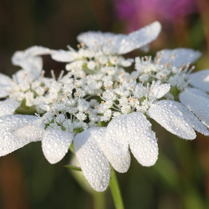 Orlaya Seeds - Heirloom Flower Plant for Home Gardens
