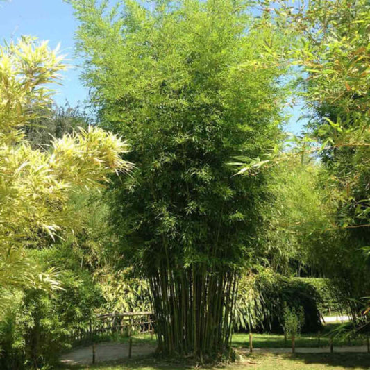 Ornamental Bamboo seeds - Flower Plant
