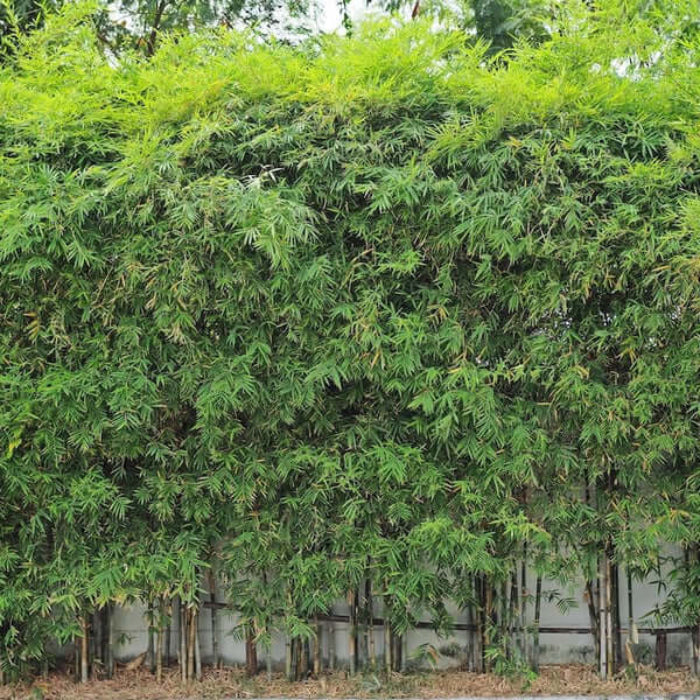 Ornamental Bamboo seeds - Flower Plant