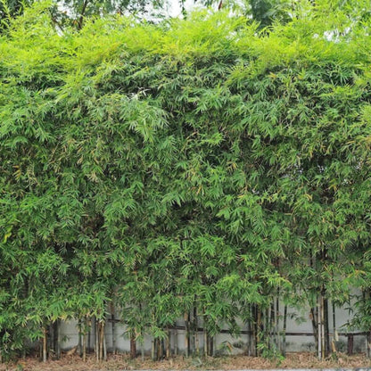 Ornamental Bamboo seeds - Flower Plant