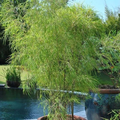Ornamental Bamboo seeds - Flower Plant
