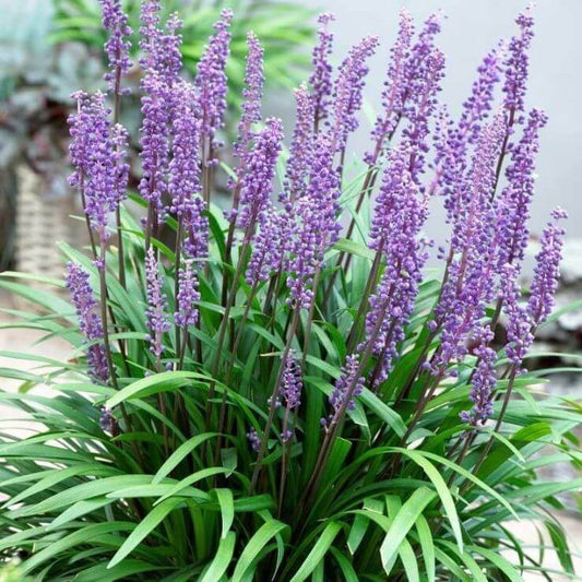 Ornamental Border Grass seeds