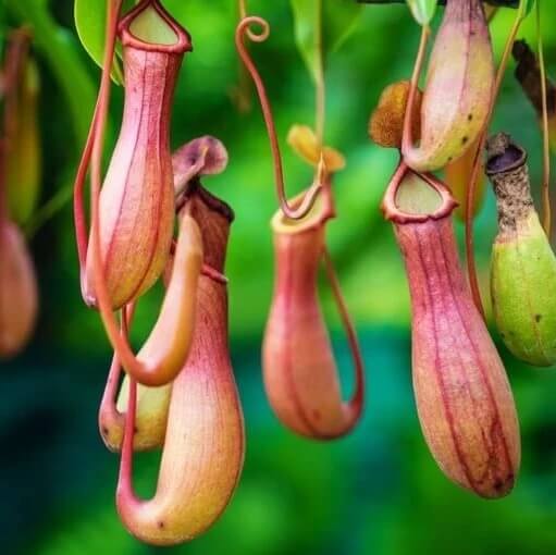 Ornamental Carnivorous Plant Seeds