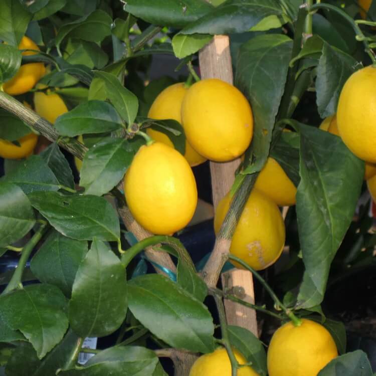 Ornamental Citrus Seeds