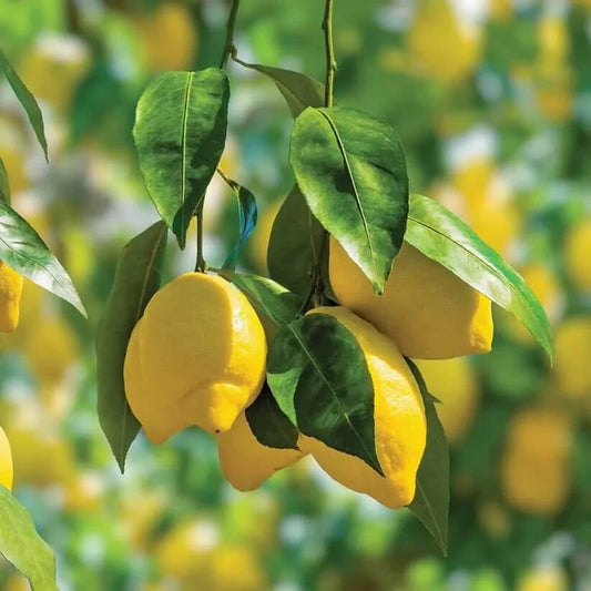 Ornamental Citrus Seeds