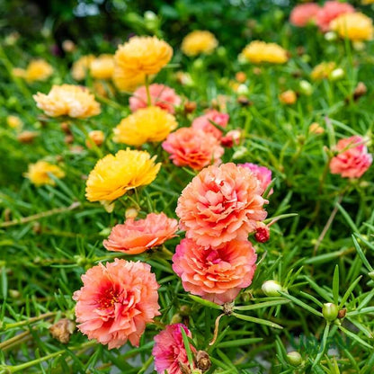 Ornamental Foliage Plant Seeds