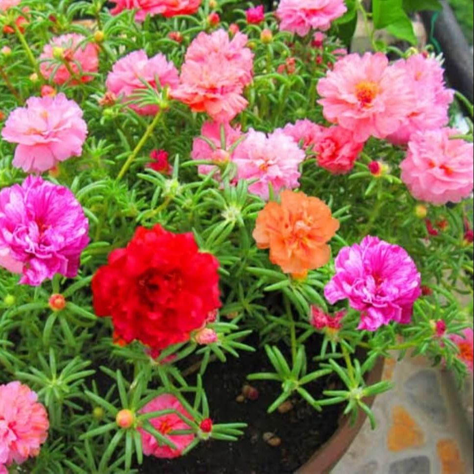 Ornamental Foliage Plant Seeds