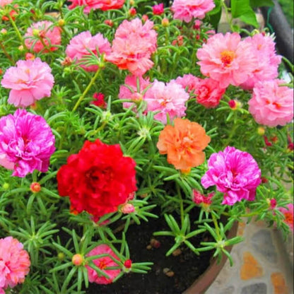 Ornamental Foliage Plant Seeds