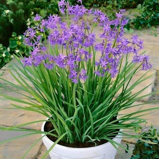 Ornamental Garlic Seeds