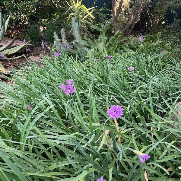 Ornamental Garlic Seeds