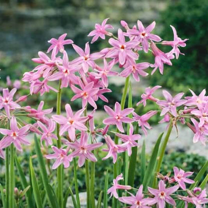 Ornamental Garlic Seeds