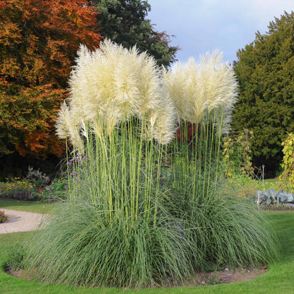Ornamental Grass Seeds