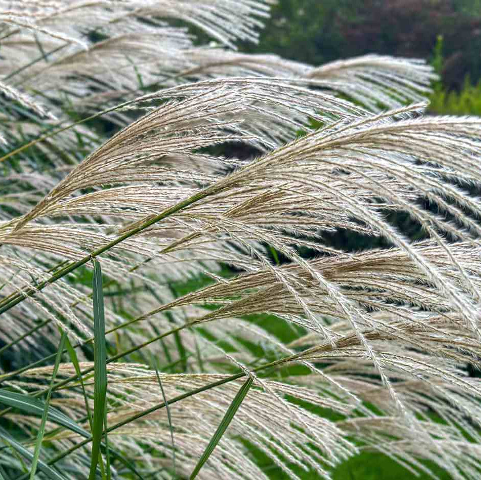 Ornamental Grass Seeds