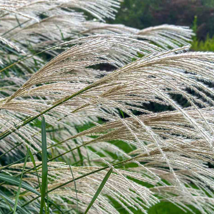 Ornamental Grass Seeds