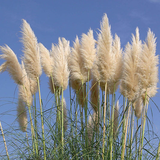 Ornamental Grass Seeds