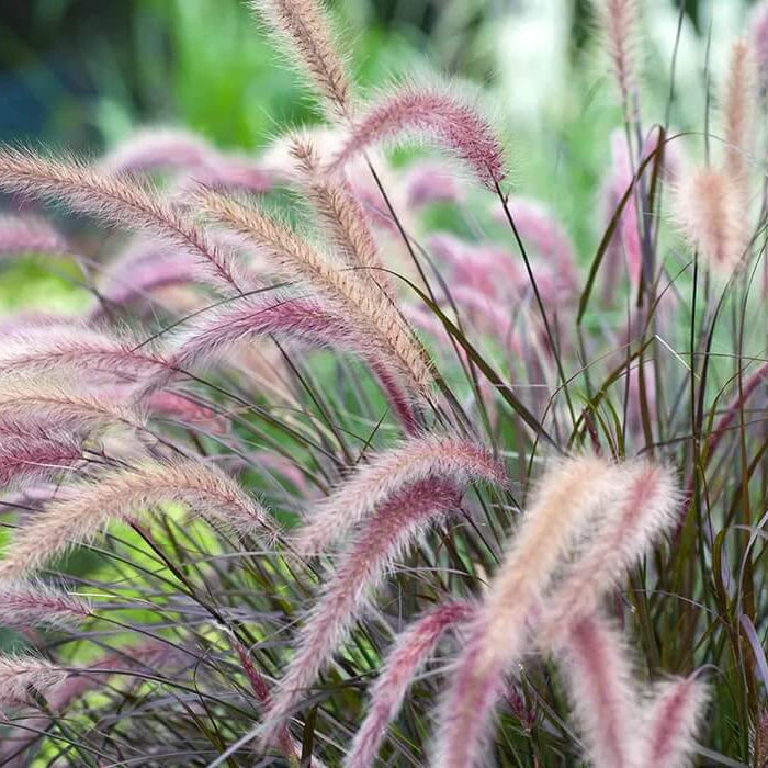 Ornamental Grass Seeds