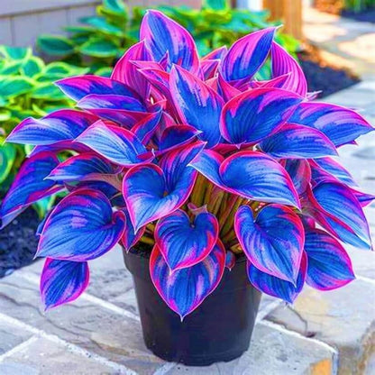 Ornamental Hosta Seeds