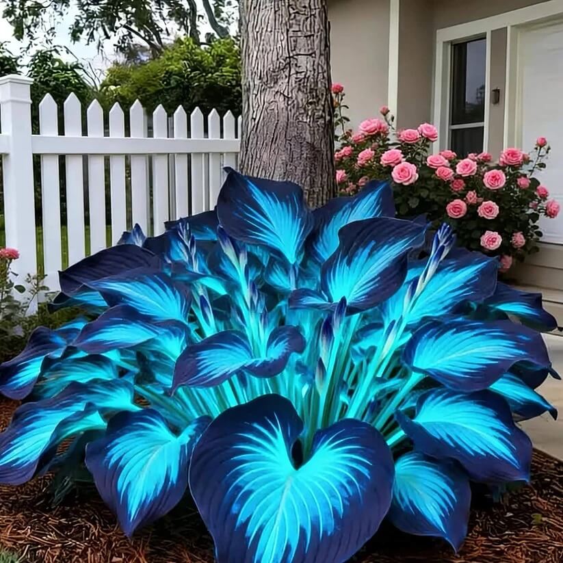 Ornamental Hosta Seeds