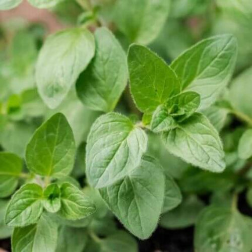 Ornamental Oregano Seeds - Herbal Plant